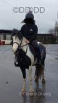 12hh Gelding