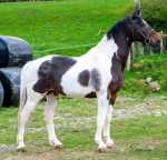 15.3hh Stallion