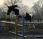 15.3hh Stallion