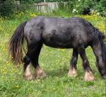 Filly
