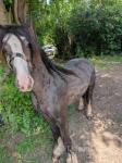 Filly