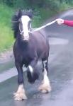 Ride & Drive Filly