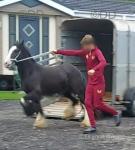 Ride & Drive Filly