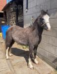 Blaze Welsh Section A Colt