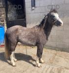 Blaze Welsh Section A Colt