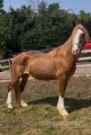 14.1hh Riding Mare