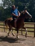 14.1hh Riding Mare