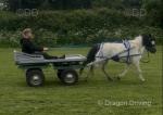 Bow, Ride and Drive Mare
