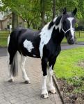 16hh Ride and Drive Gelding
