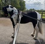 16hh Ride and Drive Gelding