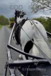 16hh Ride and Drive Gelding