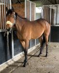 Ruby, 16hh Thoroughbred Mare