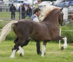 Budore Samson, 14.1hh Welsh Section D Stallion