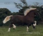 Budore Samson, 14.1hh Welsh Section D Stallion