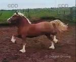 Budore Samson, 14.1hh Welsh Section D Stallion