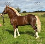 Budore Samson, 14.1hh Welsh Section D Stallion