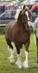 Budore Samson, 14.1hh Welsh Section D Stallion