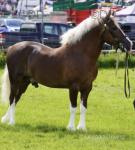 Budore Samson, 14.1hh Welsh Section D Stallion