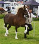 Budore Samson, 14.1hh Welsh Section D Stallion