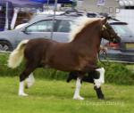 Budore Samson, 14.1hh Welsh Section D Stallion