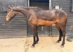 Jack, 16.3hh ISH Gelding