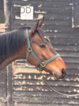 Jack, 16.3hh ISH Gelding