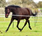 16hh ISH Gelding 