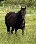 16hh ISH Gelding 