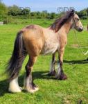 Yearling Filly