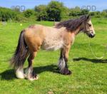 Yearling Filly