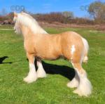 Yearling Filly