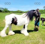 13hh Broodmare with Colt Foal at Foot 