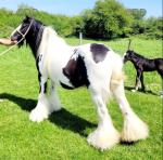 13hh Broodmare with Colt Foal at Foot 