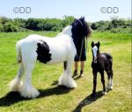 13hh Broodmare with Colt Foal at Foot 