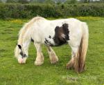 13.2hh Mare