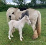 13.2hh Mare