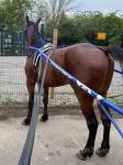 Big Gary 15.3hh Ride and Drive Gelding 