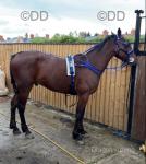 Big Gary 15.3hh Ride and Drive Gelding 