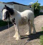 Colt Foal