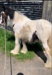 Colt Foal