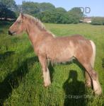 Teforys Rebel, Yearling Gelding 