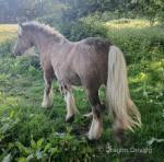 Teforys Rebel, Yearling Gelding 