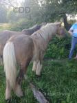 Teforys Rebel, Yearling Gelding 