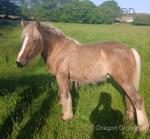 Teforys Rebel, Yearling Gelding 