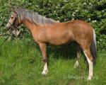 April, 12.1hh Mare
