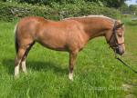 April, 12.1hh Mare