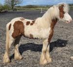 Yearling Colt