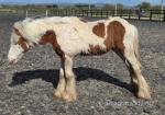 Yearling Colt