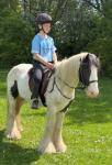 12hh Riding Gelding 