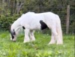 12hh Riding Gelding 